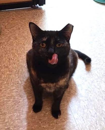 Enlarge Chelsea, a ADOPTABLE Tortoiseshell in Turnersville, NJ image 1/1