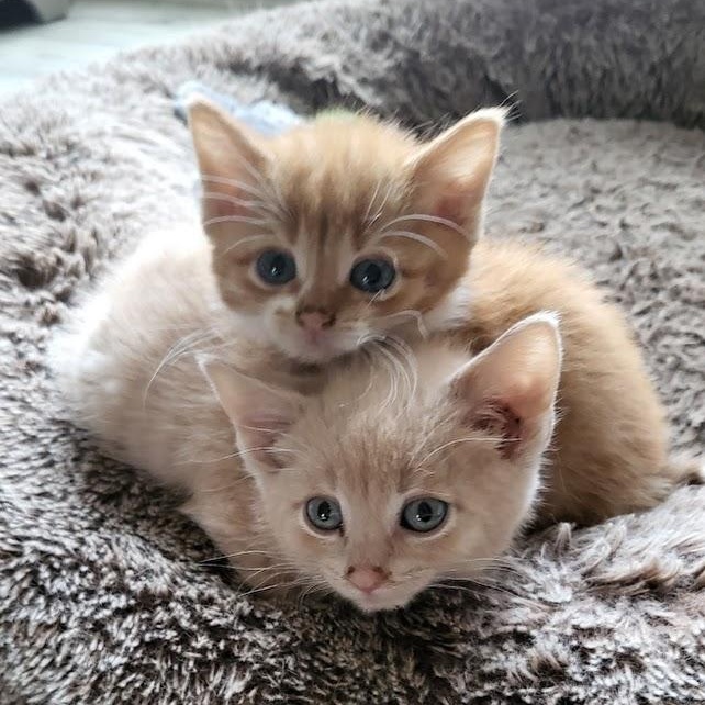 Enlarge Tango, an adoptable Domestic Short Hair in Minneapolis, MN image 4/4