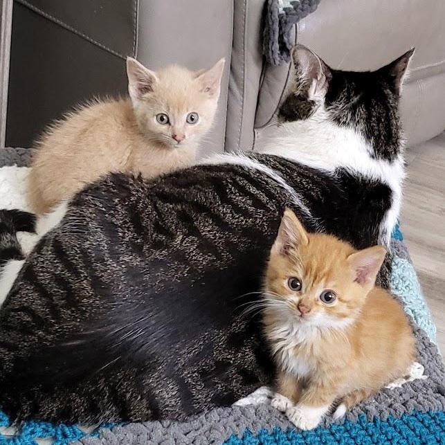 Enlarge Tango, an adoptable Domestic Short Hair in Minneapolis, MN image 3/4