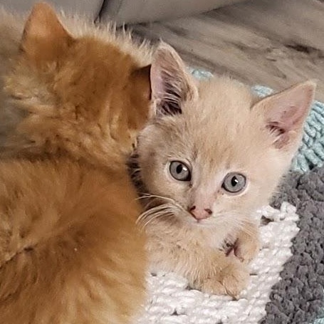 Enlarge Tango, an adoptable Domestic Short Hair in Minneapolis, MN image 2/4