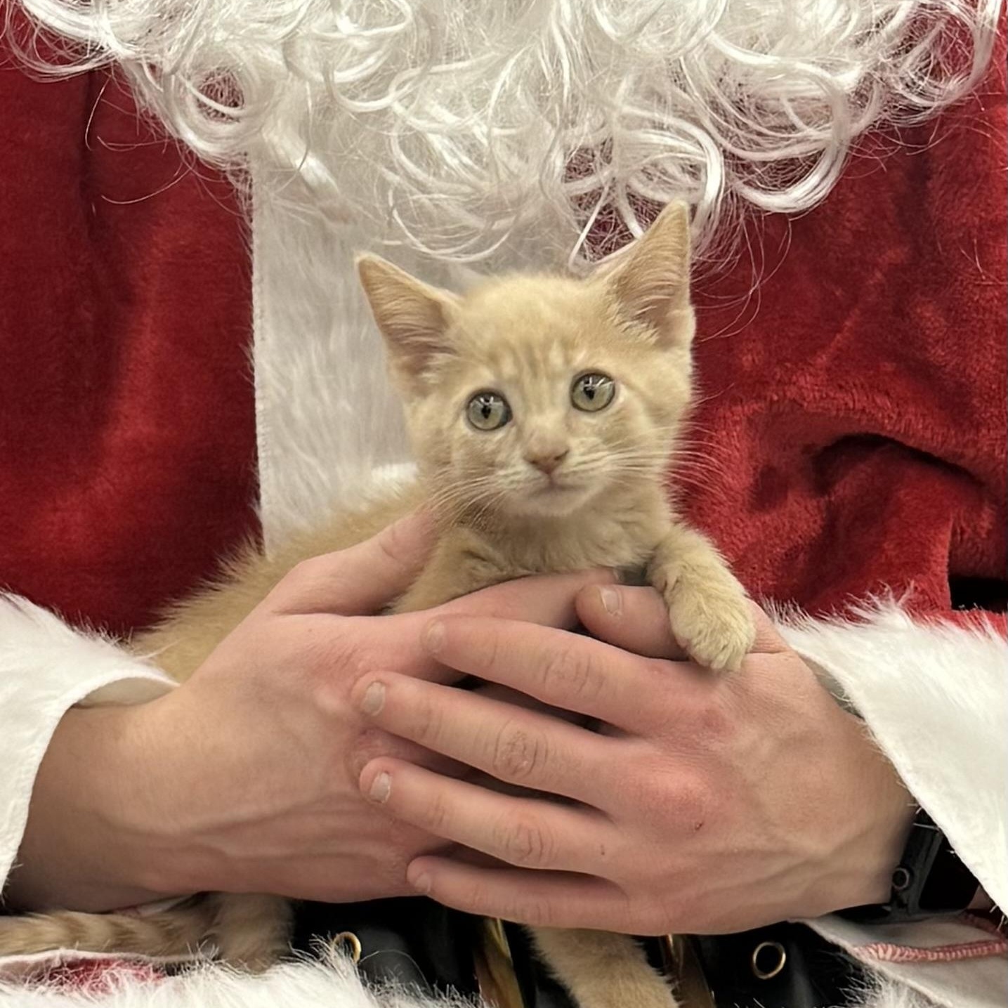 Enlarge Tango, an adoptable Domestic Short Hair in Minneapolis, MN image 1/4