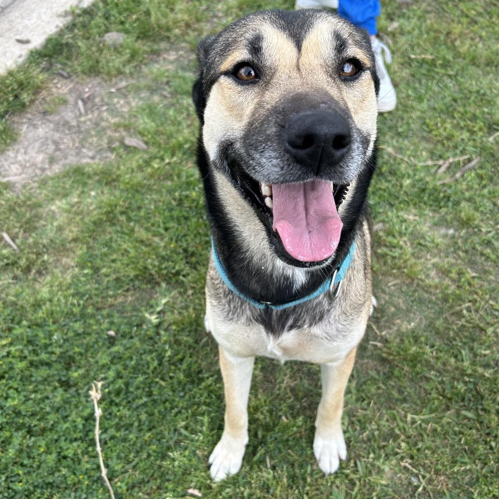 Enlarge Ms. Dizzy Pickles, a Adoptable mixed breed in Dickinson, TX image 2/6