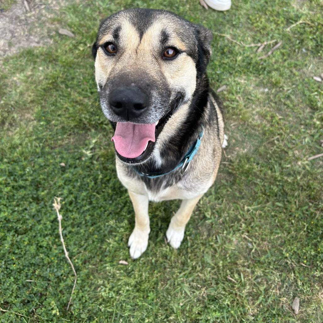 Enlarge Ms. Dizzy Pickles, a Adoptable mixed breed in Dickinson, TX image 5/6