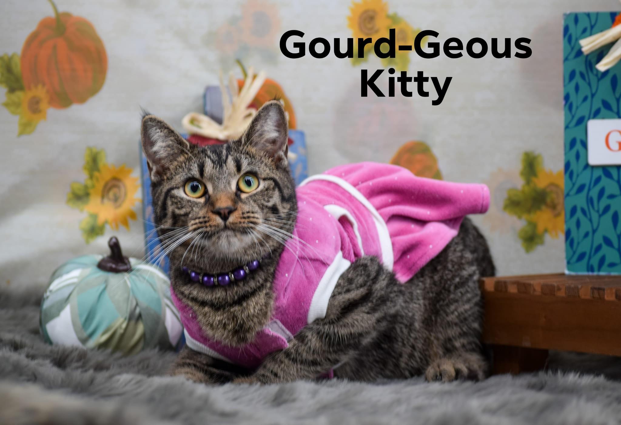 Gourd-Geous Kitty
