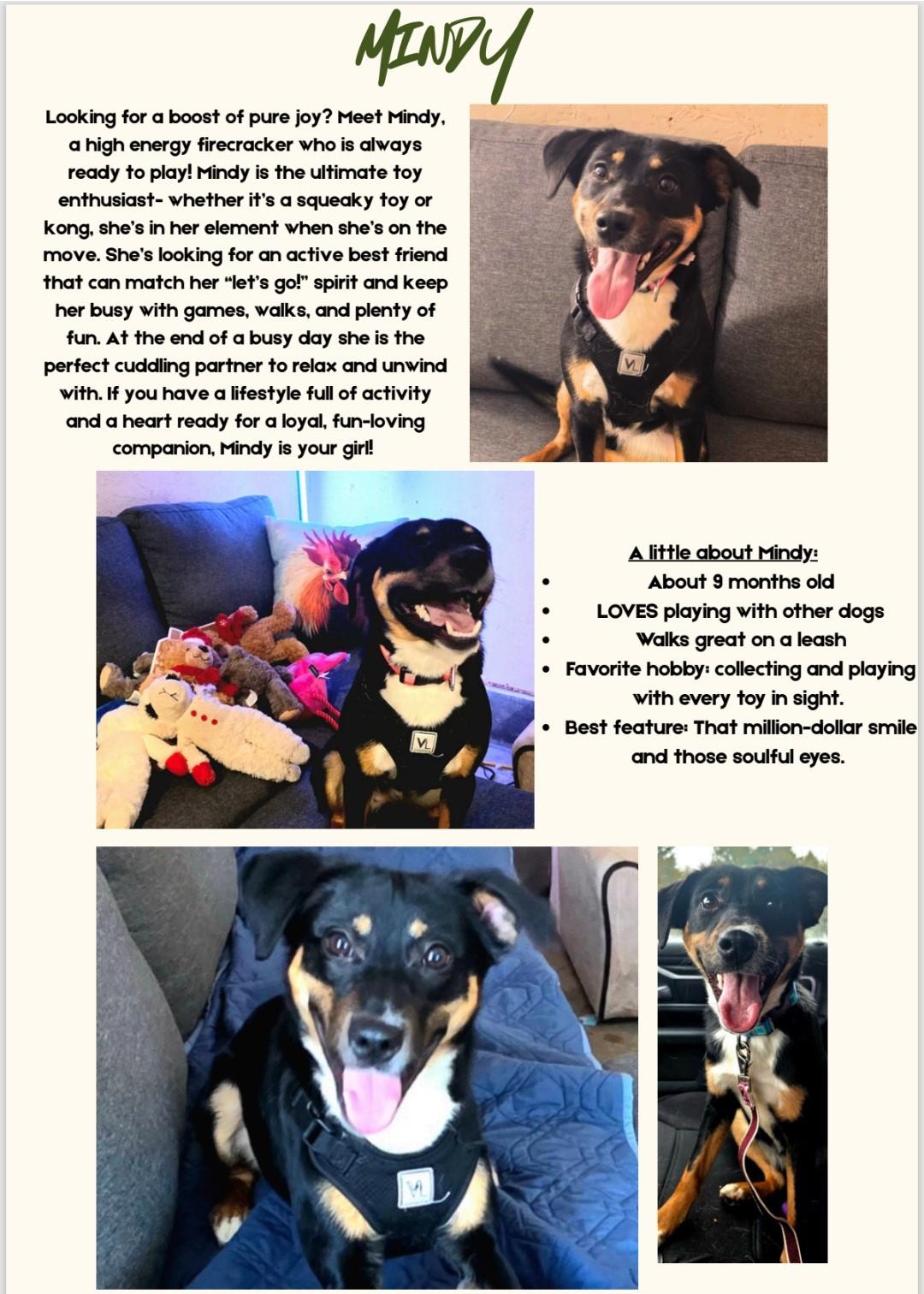 Mindy, ADOPTABLE, Young Female Beagle.