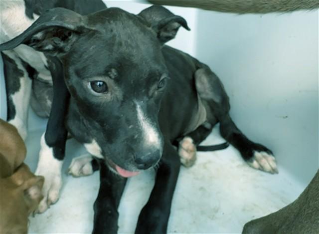 Enlarge HOWIE, a Adoptable Pit Bull Terrier in Augusta, GA image 1/1