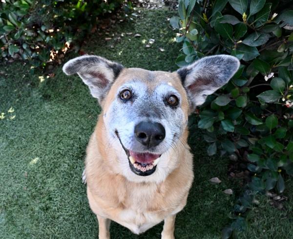 Sandy, Adoptable, Senior Female Shepherd.