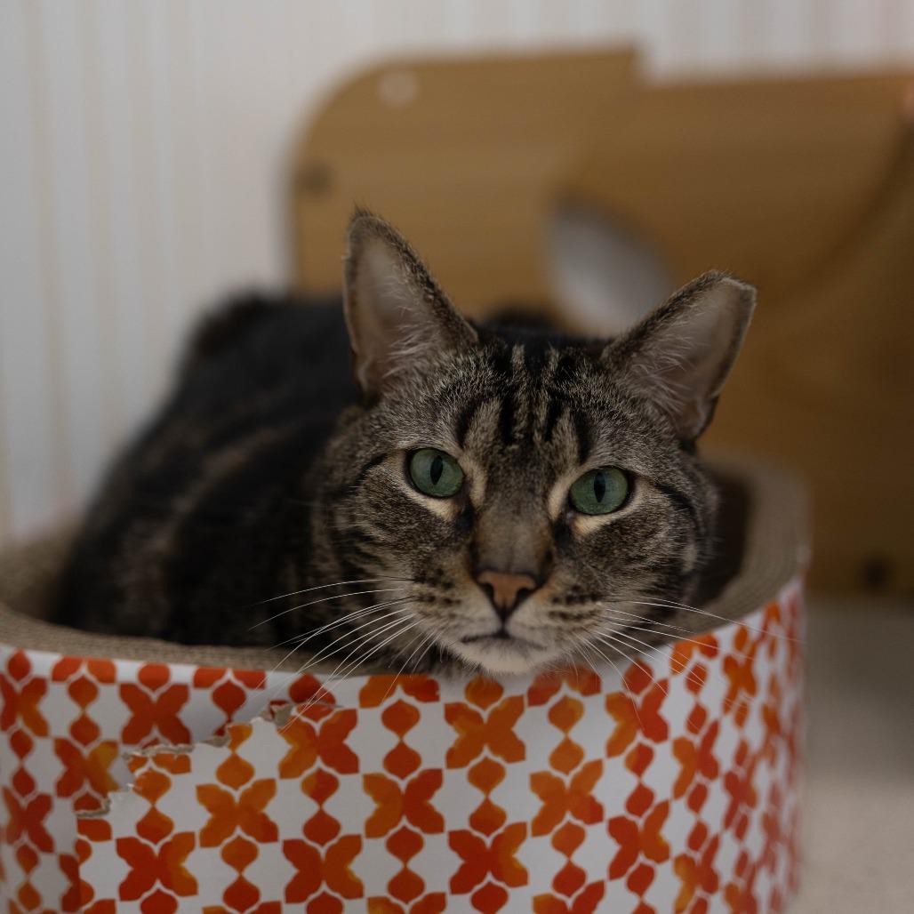 Enlarge 20-210 Dorian, a Adoptable Domestic Short Hair in North Branford, CT image 3/3