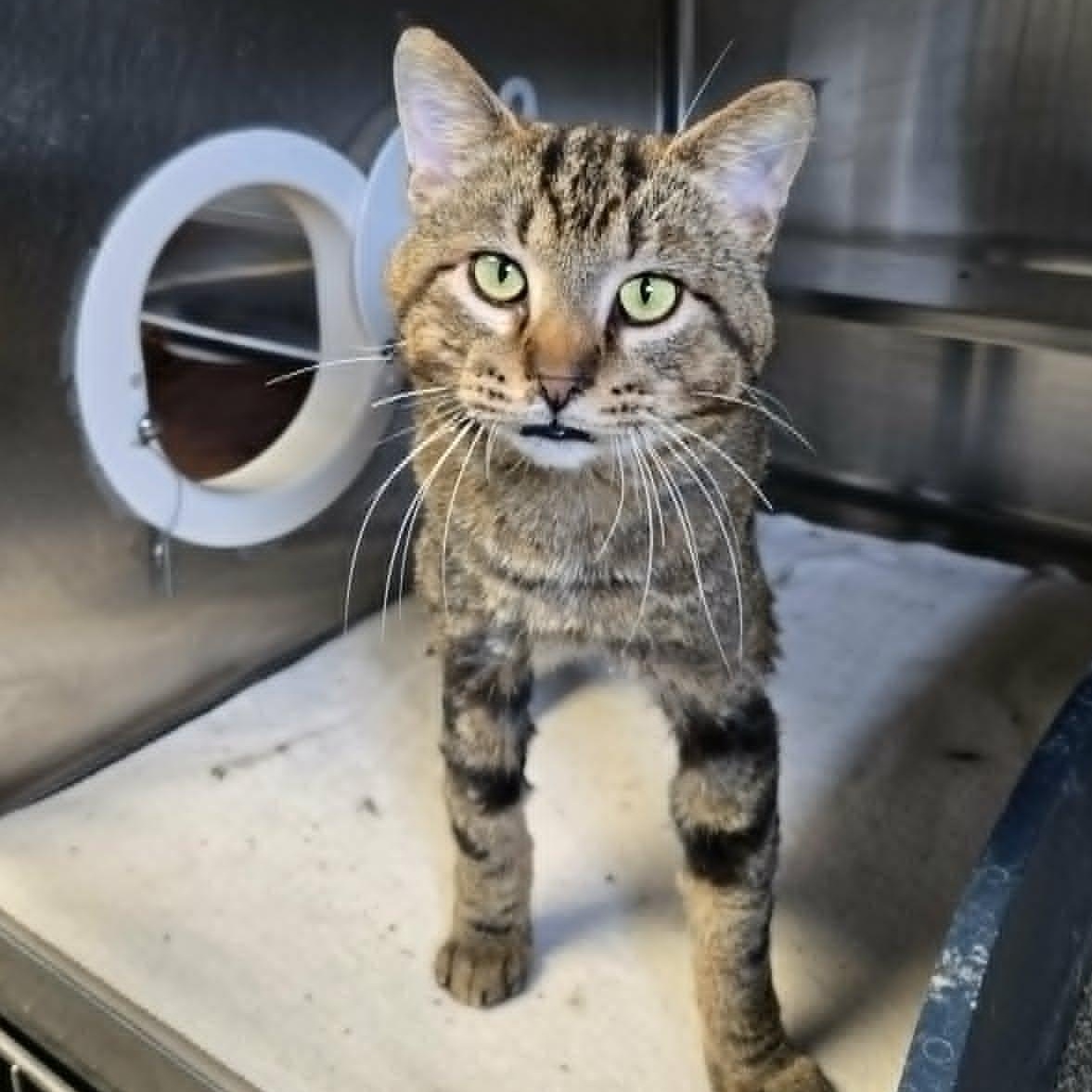 Bigfoot, a ADOPTABLE Domestic Short Hair in Watertown, WI image 4/5
