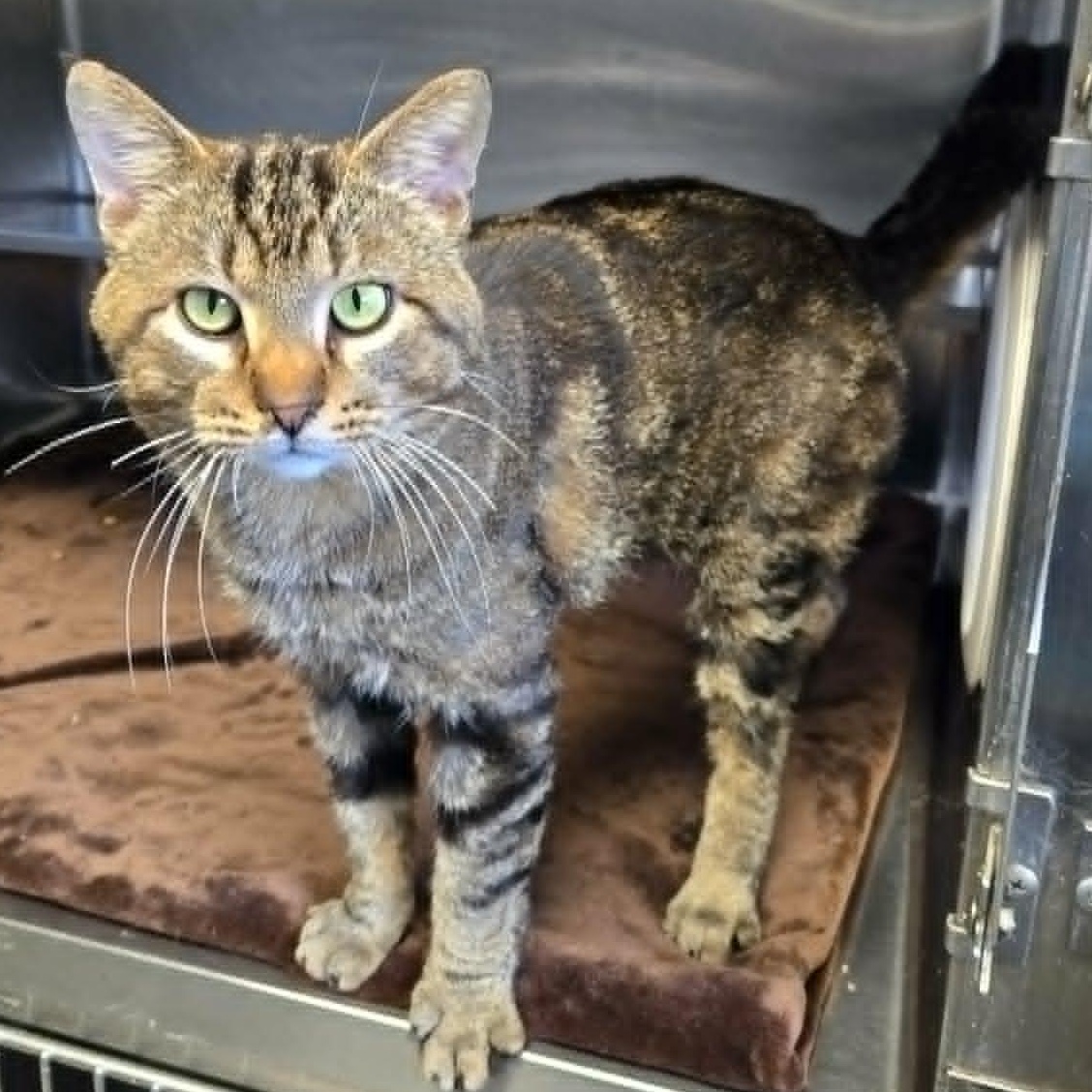 Bigfoot, a ADOPTABLE Domestic Short Hair in Watertown, WI image 3/5
