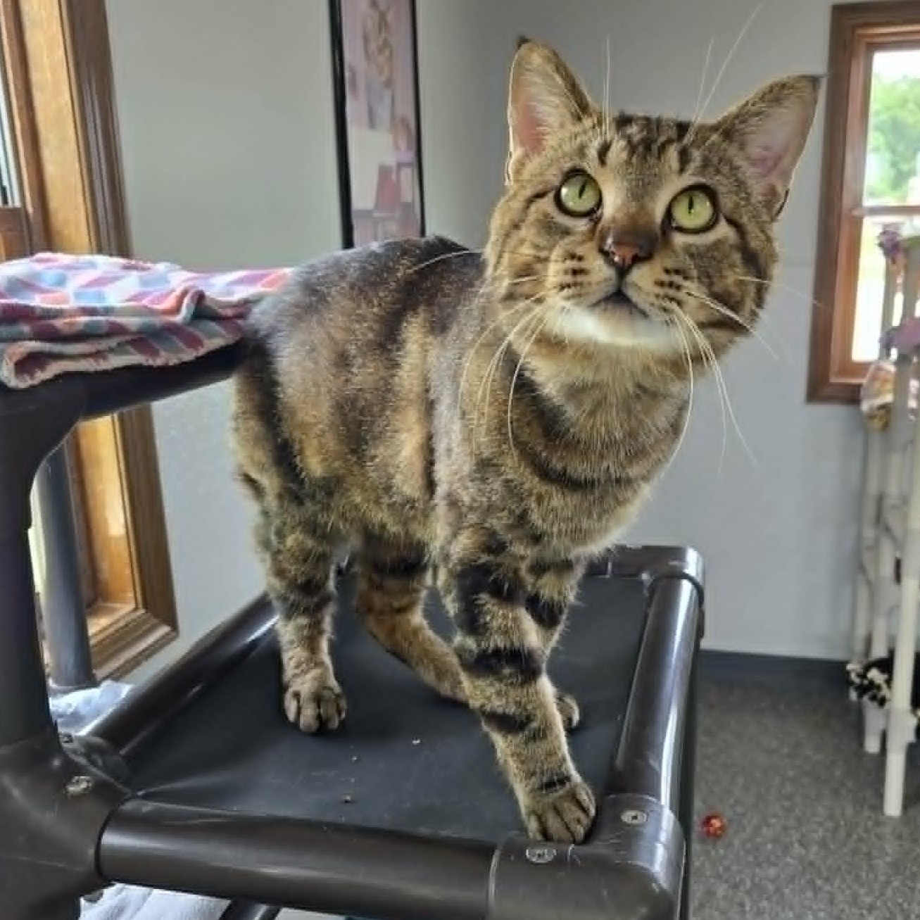 Bigfoot, a ADOPTABLE Domestic Short Hair in Watertown, WI image 1/5