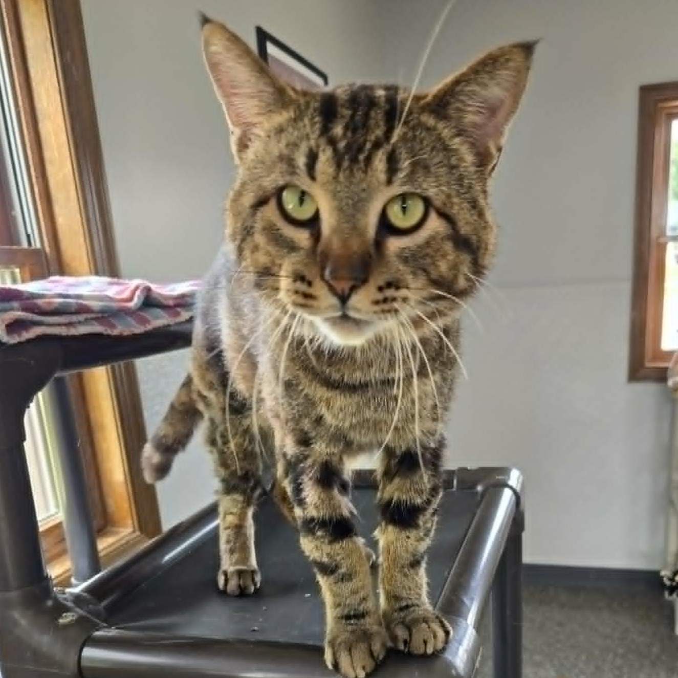 Bigfoot, a ADOPTABLE Domestic Short Hair in Watertown, WI image 2/5