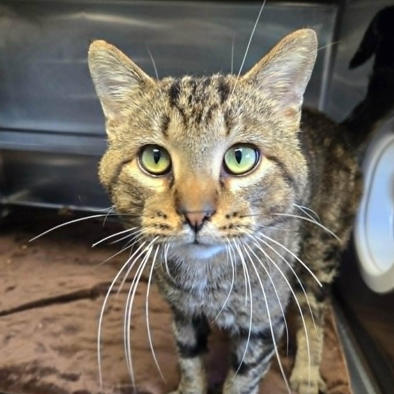 Bigfoot, a ADOPTABLE Domestic Short Hair in Watertown, WI image 5/5