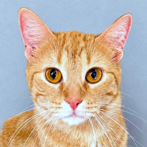 Timmy, an adopted Domestic Short Hair in Crystal Lake, IL image 1/2