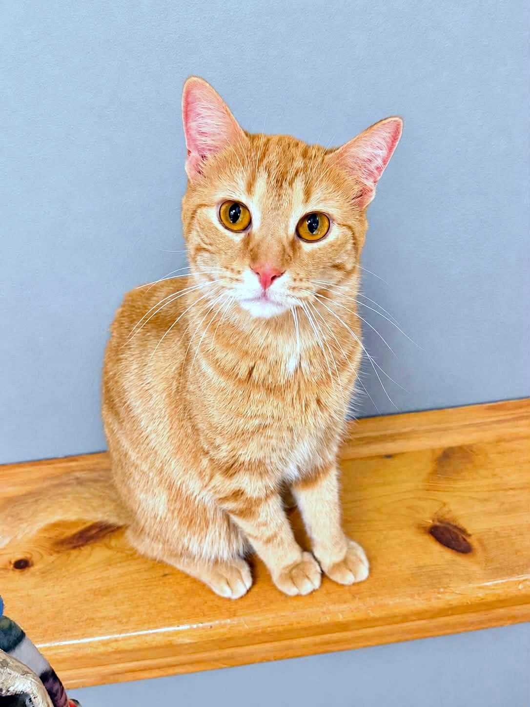 Timmy, an adopted Domestic Short Hair in Crystal Lake, IL image 2/2