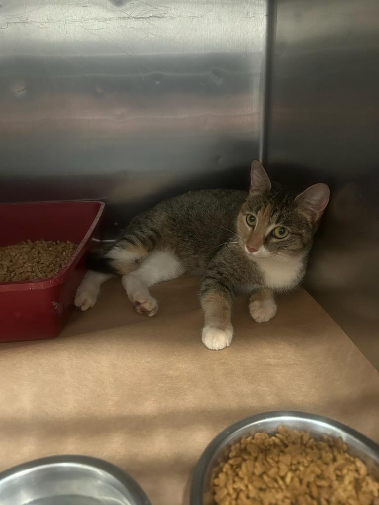 Lacey, Adoptable, Young Female Domestic Short Hair.