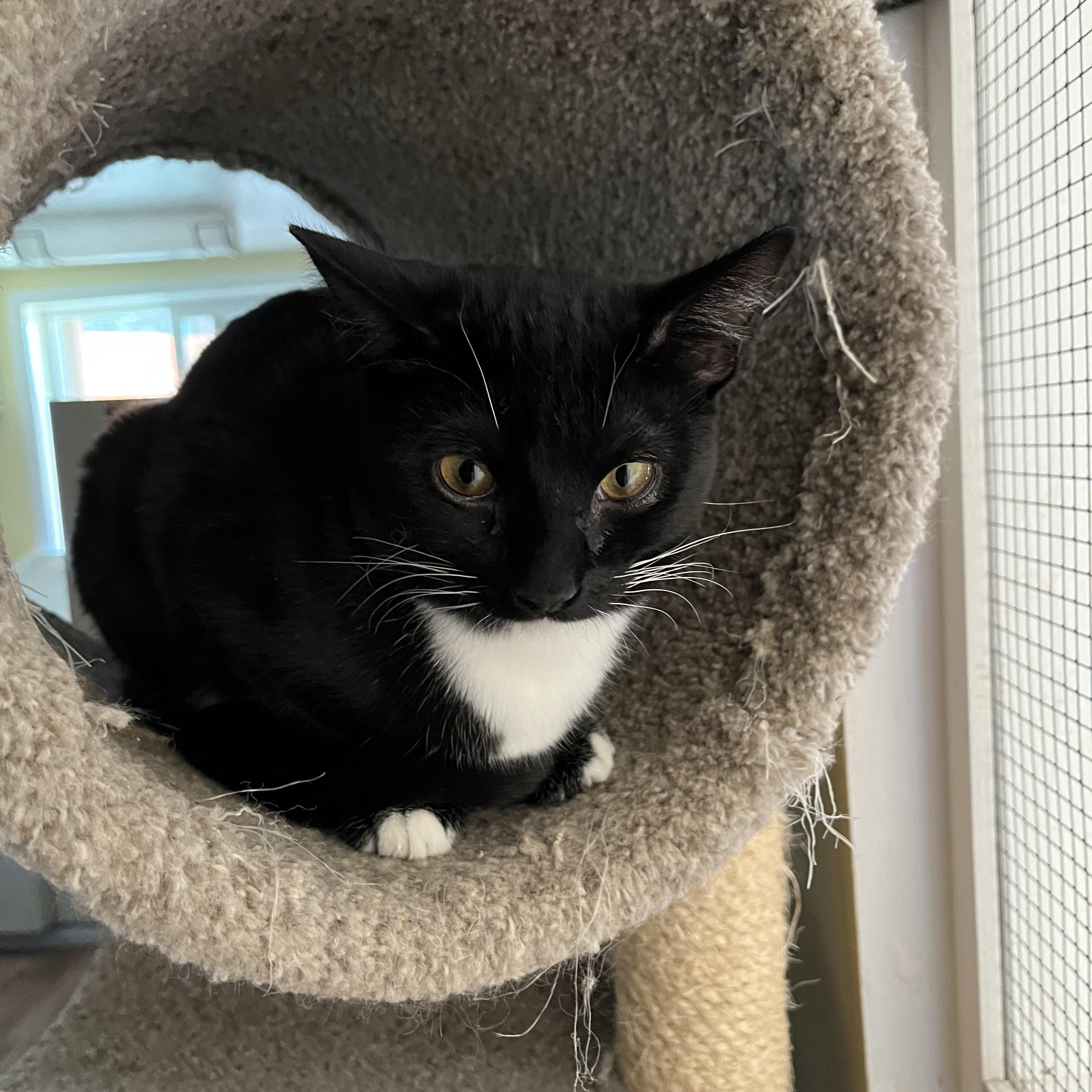 Enlarge Marcy, an adoptable mixed breed in Prescott, AZ image 3/3