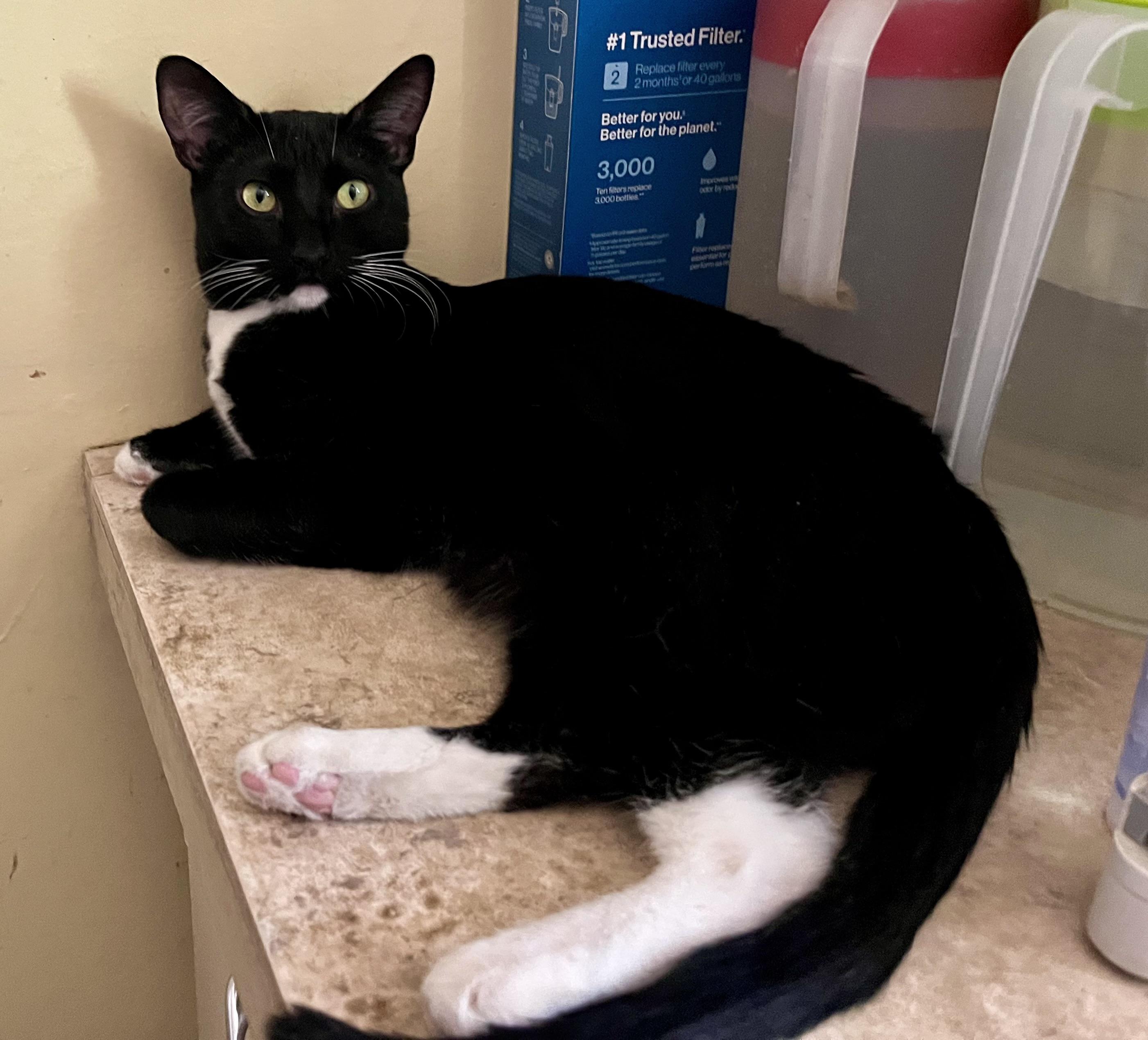 Marcy, Adoptable, Young Female Tuxedo.