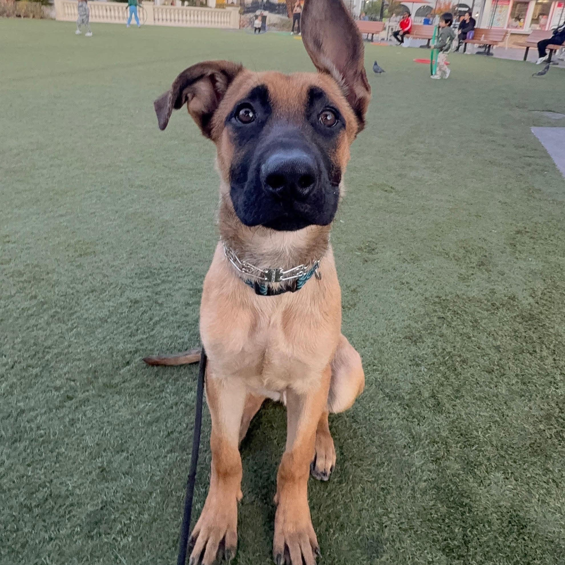 Enlarge Squirt , a ADOPTABLE mixed breed in Las Vegas, NV image 1/3