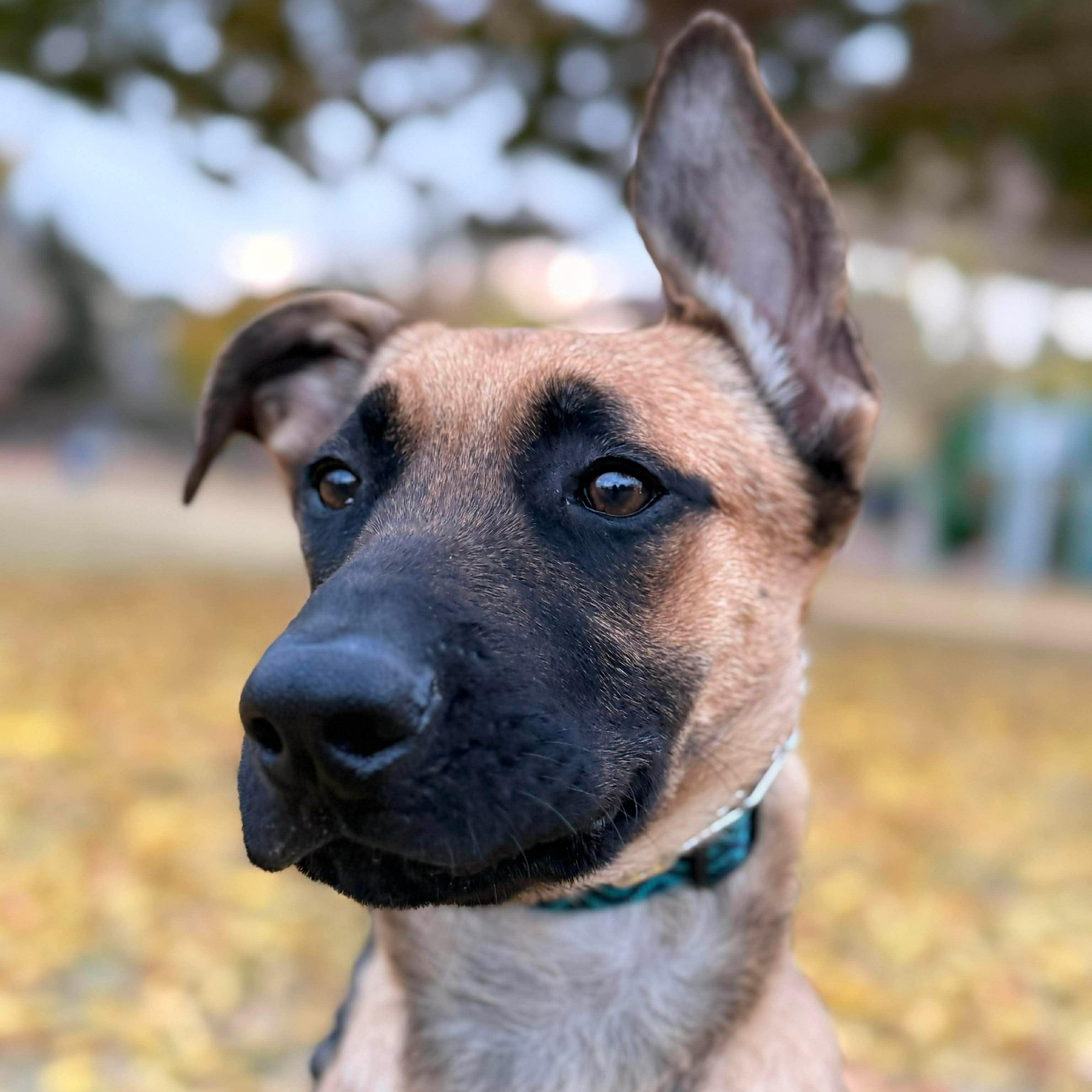 Enlarge Squirt , a ADOPTABLE mixed breed in Las Vegas, NV image 2/3