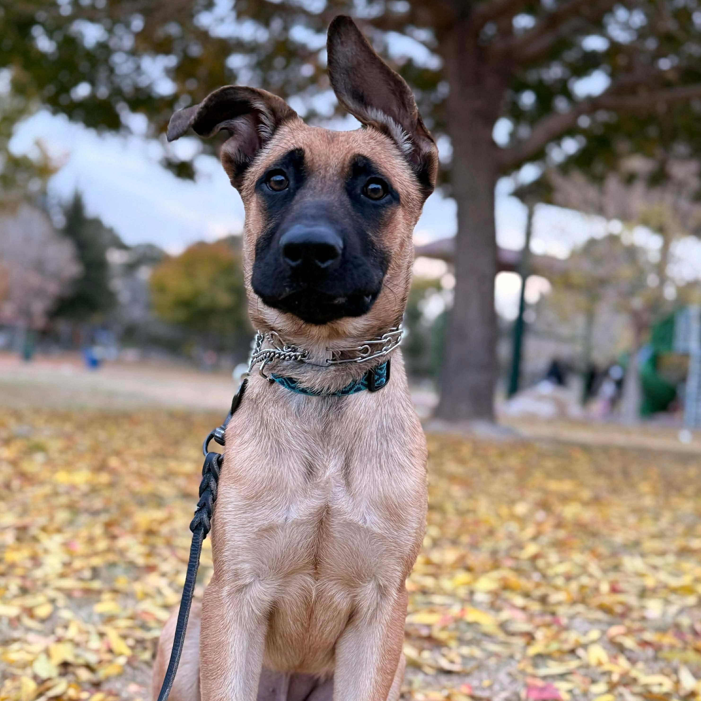 Enlarge Squirt , a ADOPTABLE mixed breed in Las Vegas, NV image 3/3