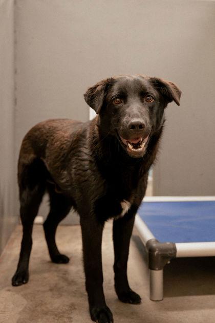 Jonas , ADOPTABLE, Young Male Mixed Breed.