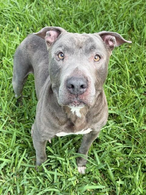 CHOP-CHOP, Adoptable, Adult Male American Staffordshire Terrier.