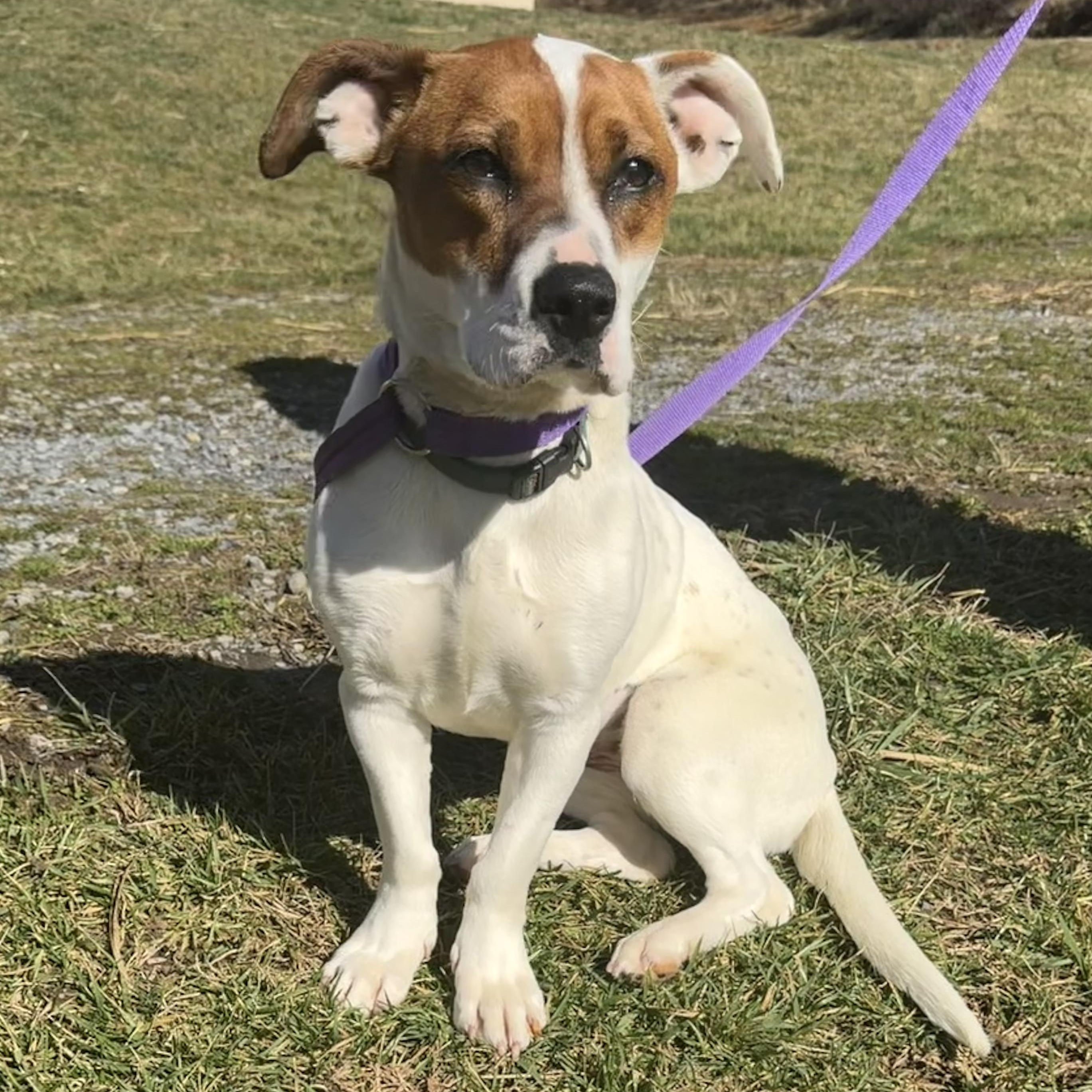 Enlarge Pebbles , an adopted mixed breed in Hamden, CT image 1/6