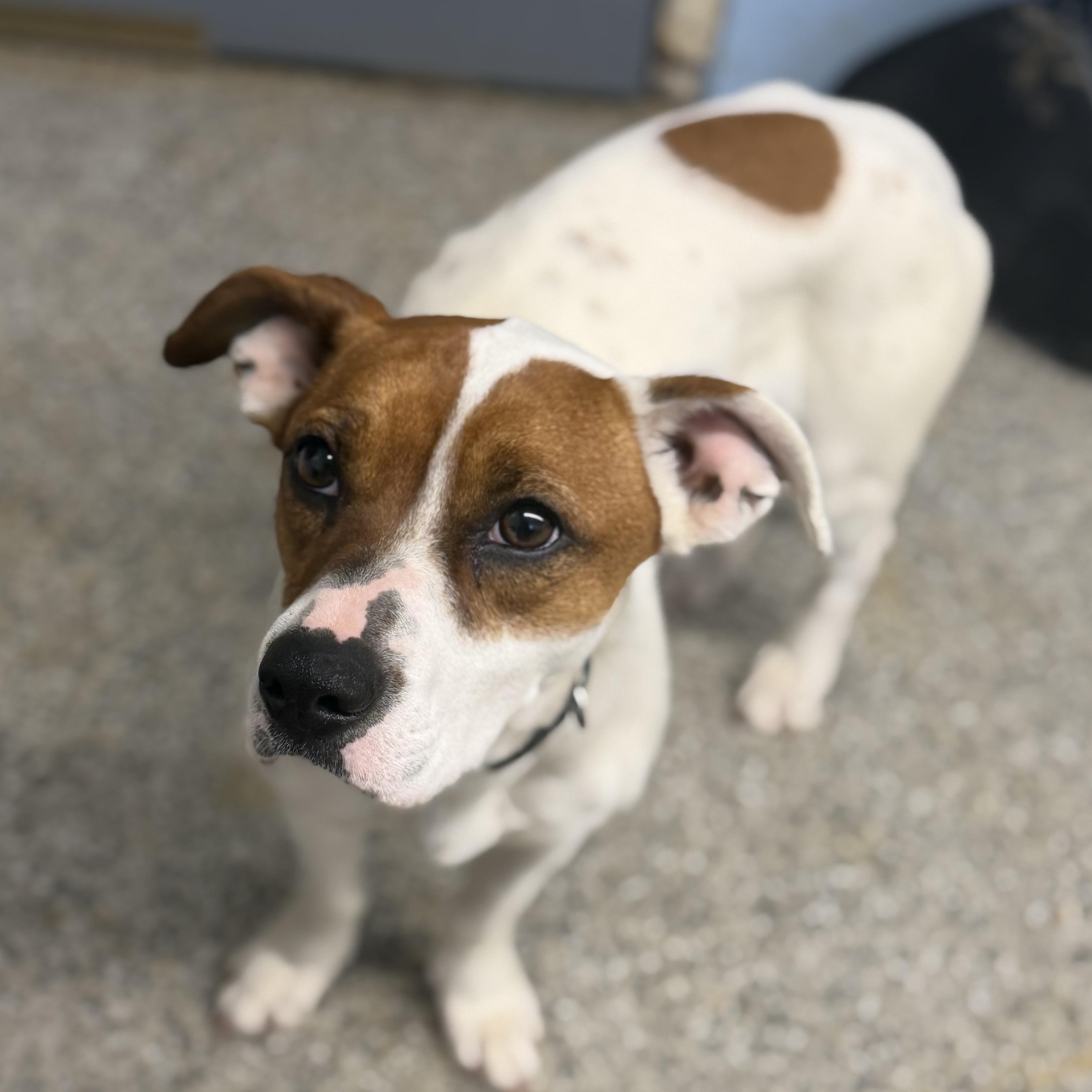 Enlarge Pebbles , an adopted mixed breed in Hamden, CT image 3/6