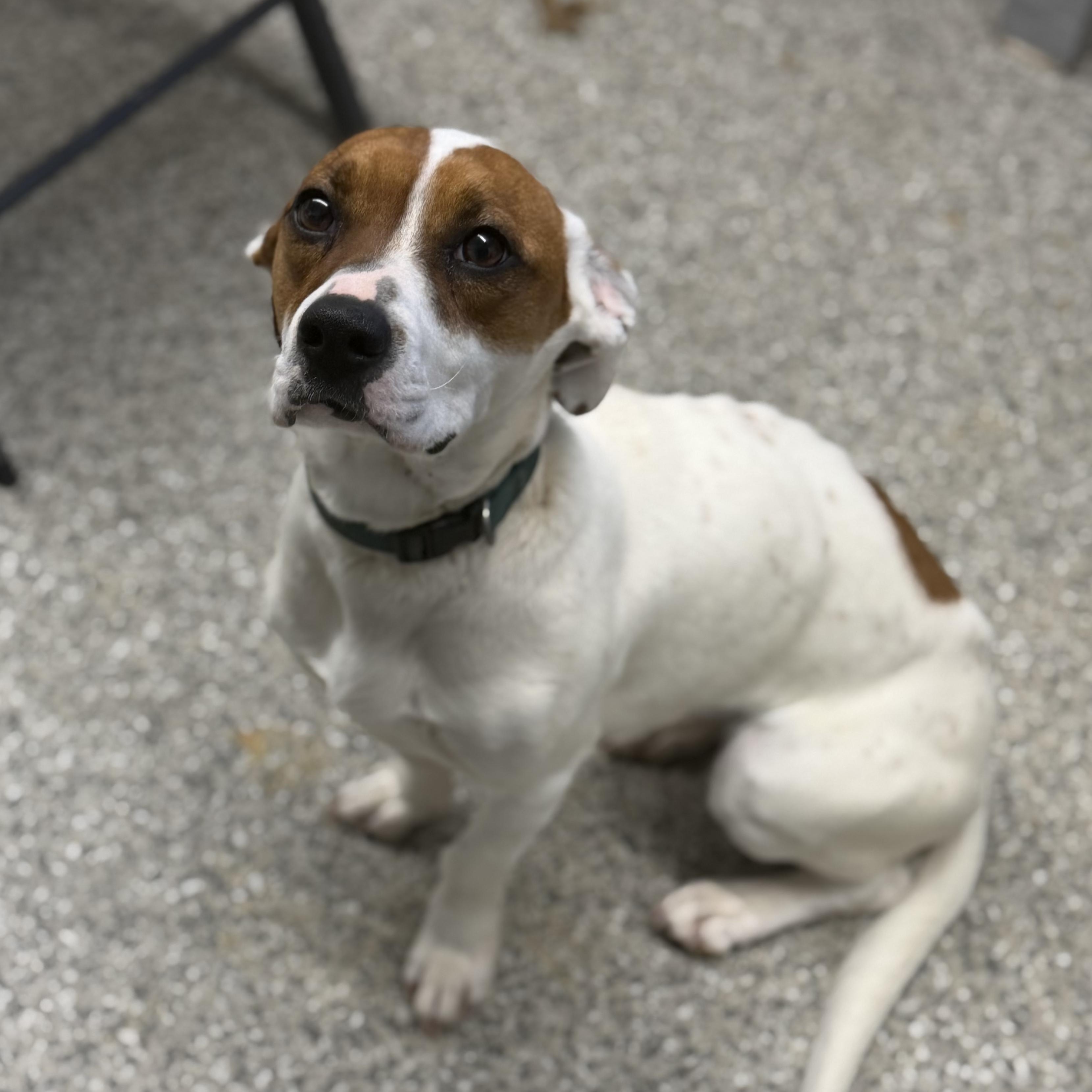 Enlarge Pebbles , an adopted mixed breed in Hamden, CT image 4/6