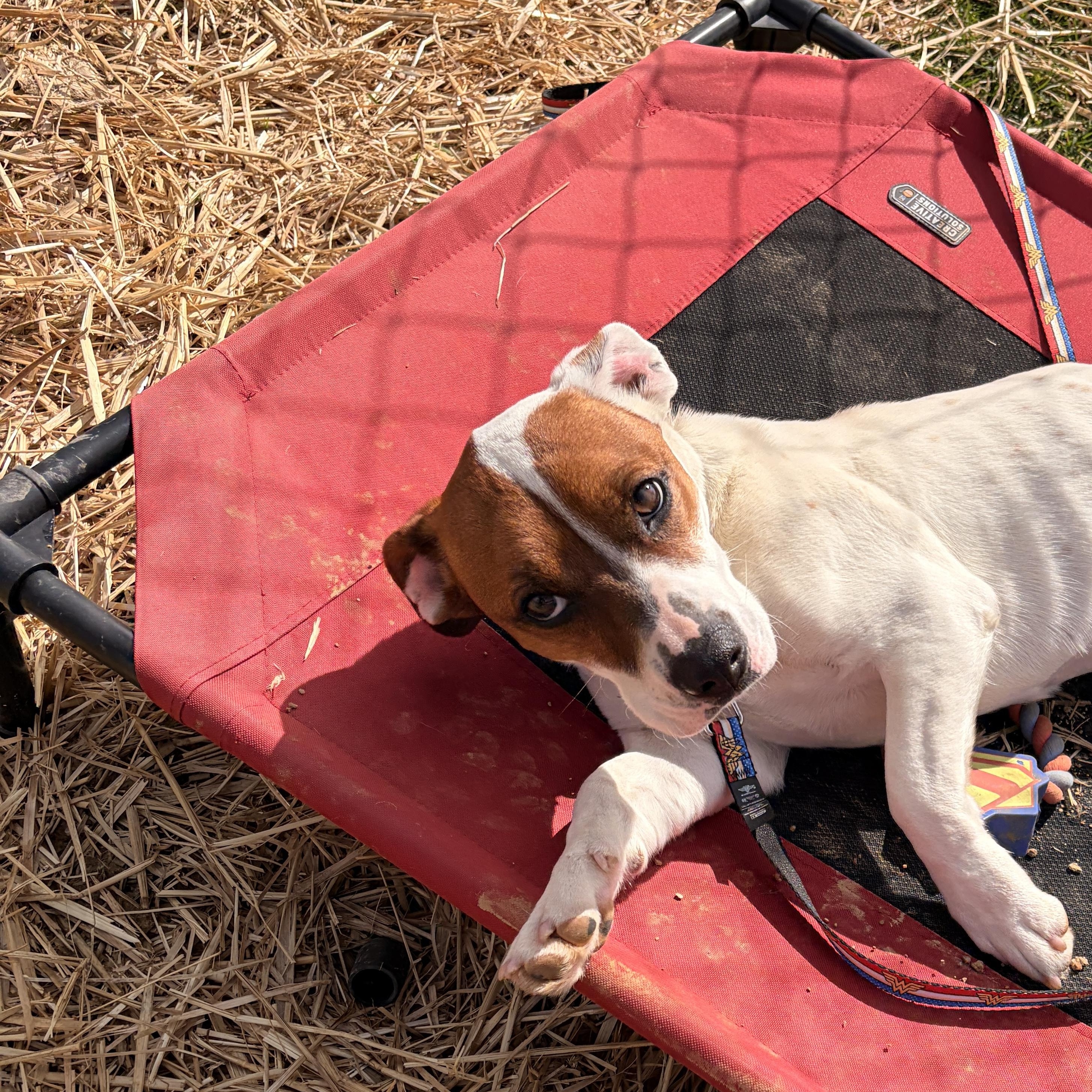 Enlarge Pebbles , an adopted mixed breed in Hamden, CT image 5/6