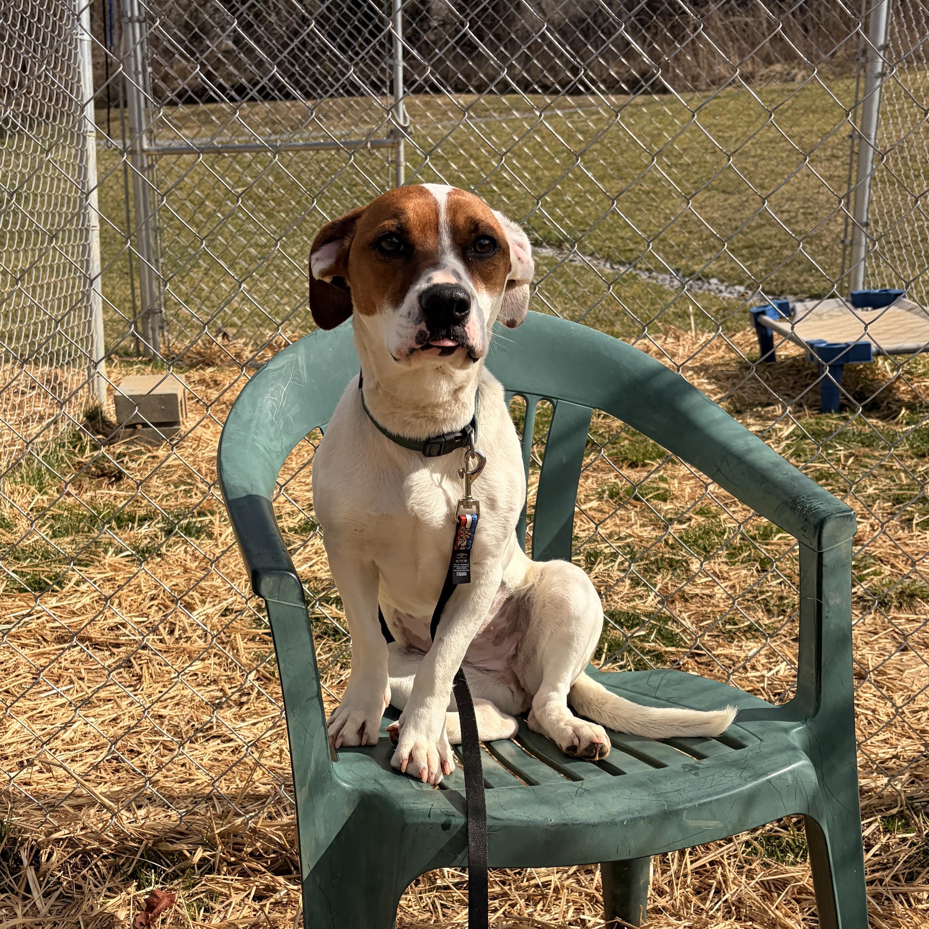 Enlarge Pebbles , an adopted mixed breed in Hamden, CT image 2/6