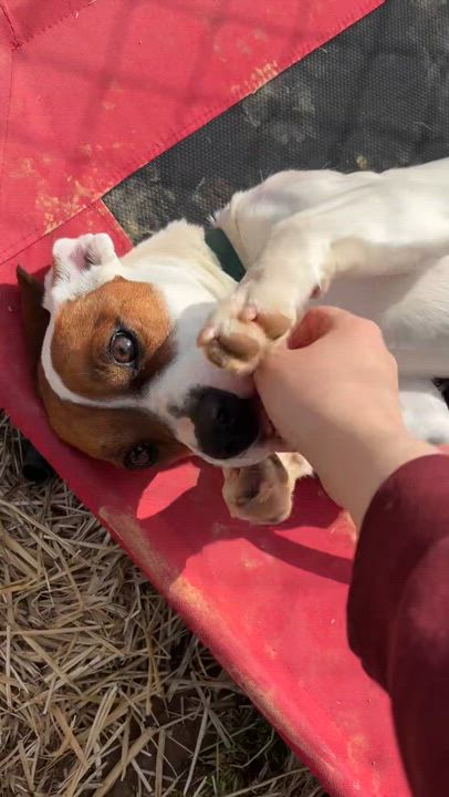 Enlarge Pebbles , an adopted mixed breed in Hamden, CT video 6/6