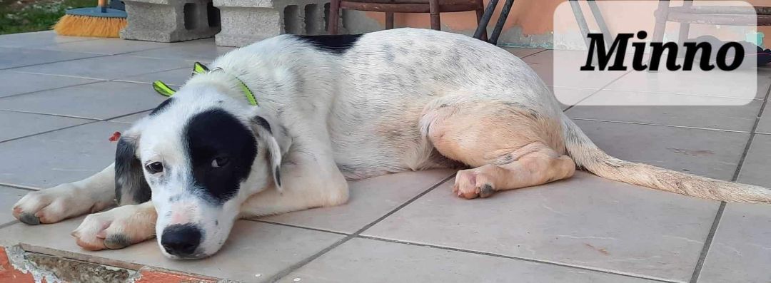 Minoo, a Adoptable mixed breed in Huntington, NY image 1/2