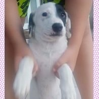 Minoo, a Adoptable mixed breed in Huntington, NY image 2/2