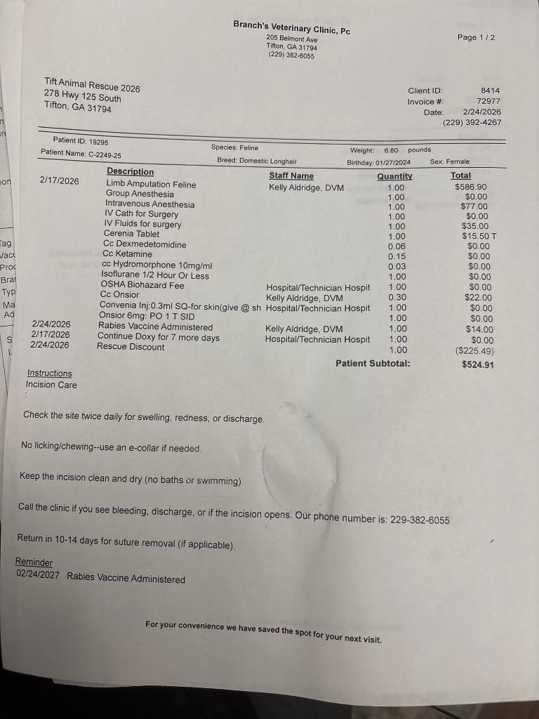 C2249-25 Lavender, Adoptable, Young Female Domestic Long Hair.