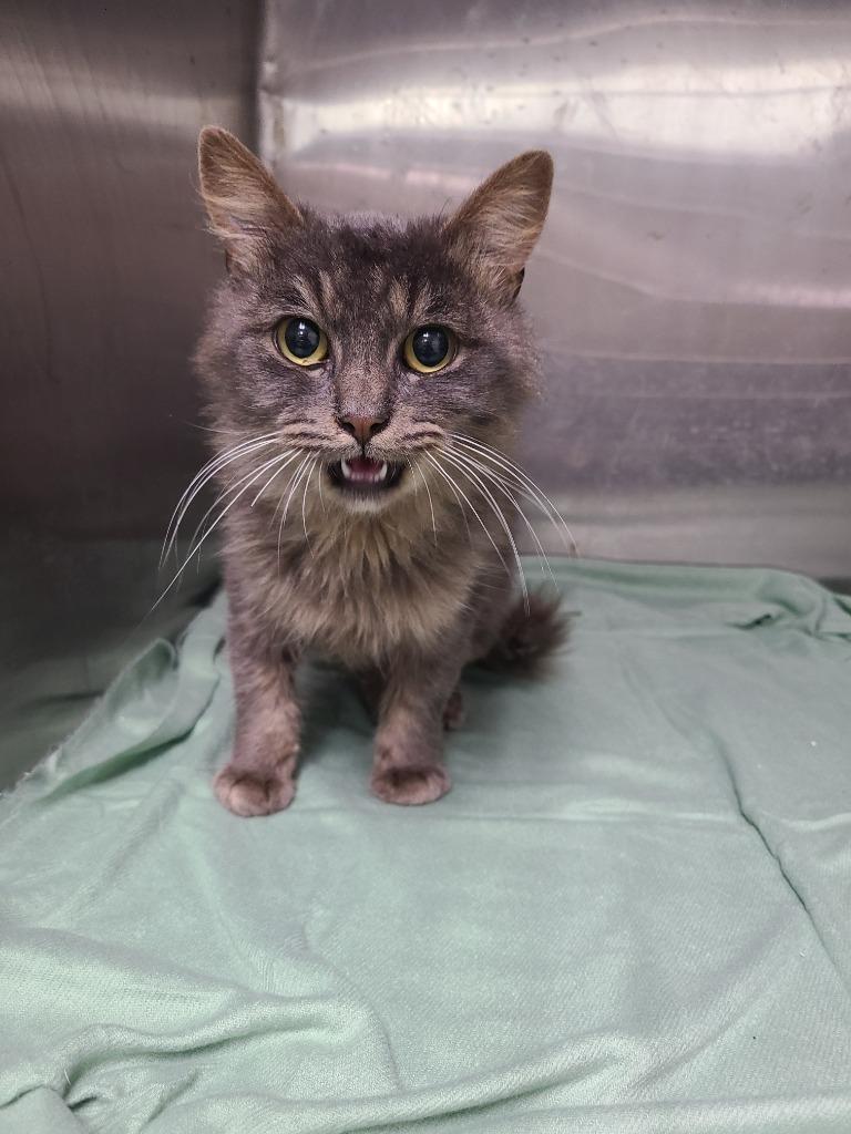 C2249-25 Lavender, Adoptable, Young Female Domestic Long Hair.