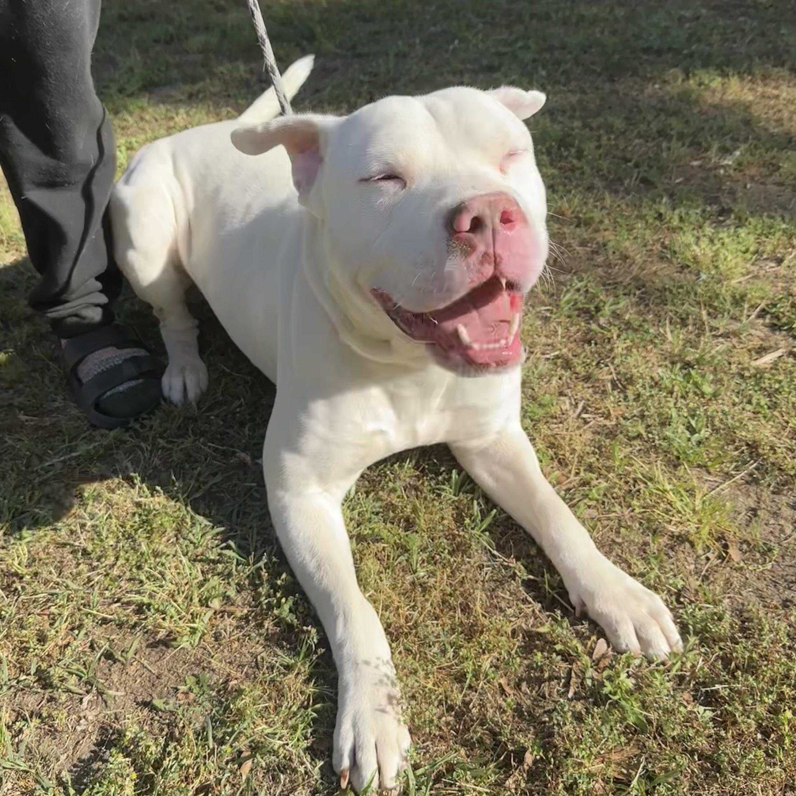 Enlarge Max, a Adoptable mixed breed in Jamaica Plain, MA image 2/6