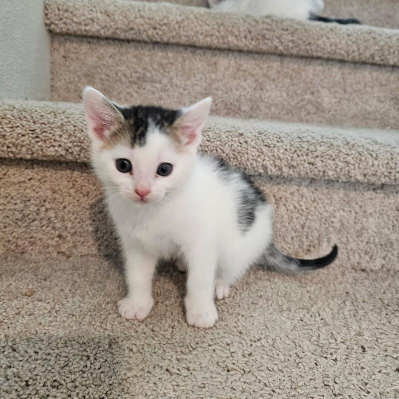 Fred, a Adoptable Domestic Short Hair in Kennewick, WA image 2/2