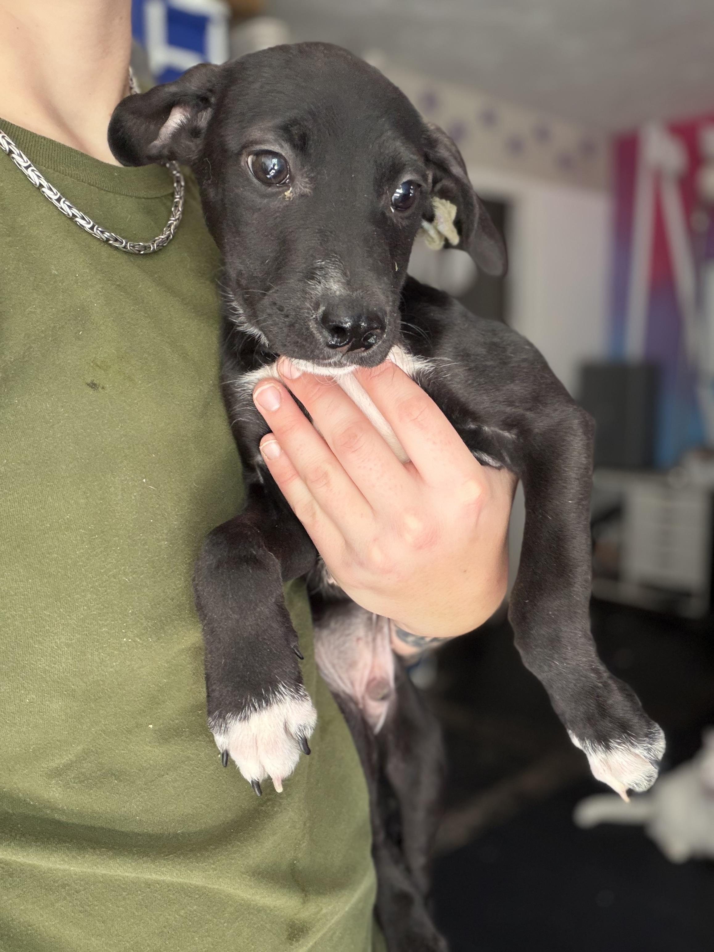 Enlarge Parker, a Adoptable mixed breed in Felton, PA image 1/1