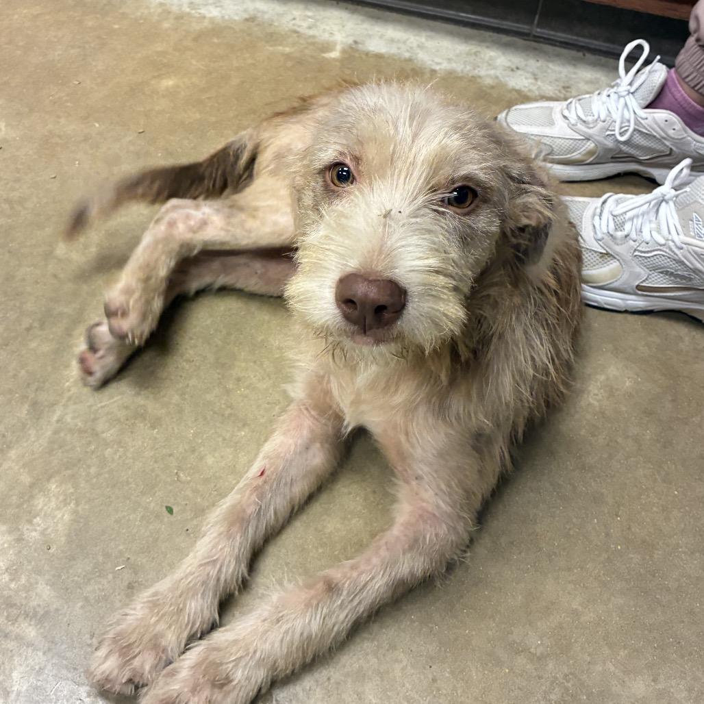 Enlarge Snowpea- 100901U, a Adoptable mixed breed in Tupelo, MS image 1/1