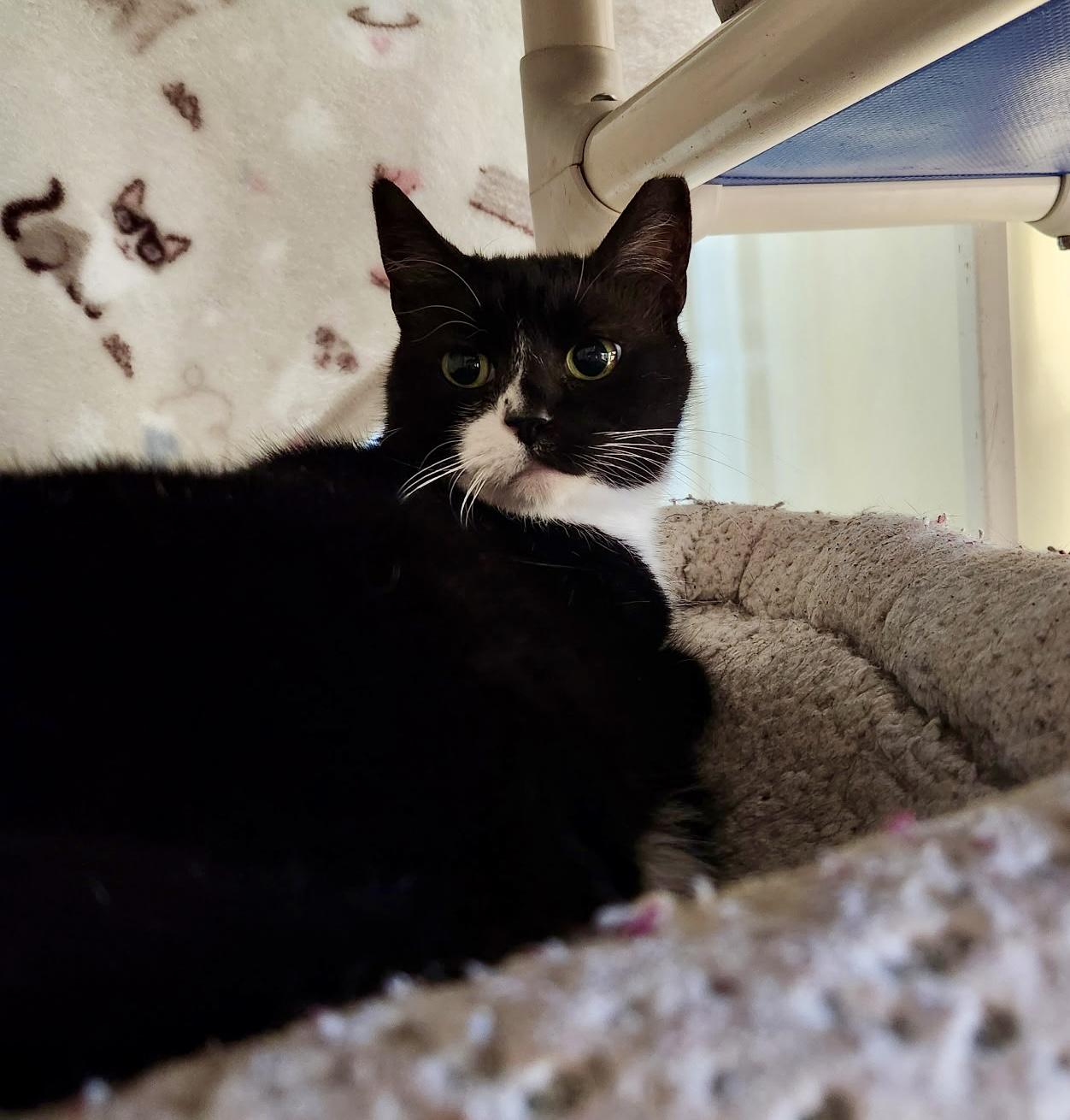 Enlarge Checkers, a Adoptable Domestic Short Hair in Queenstown, MD image 3/5