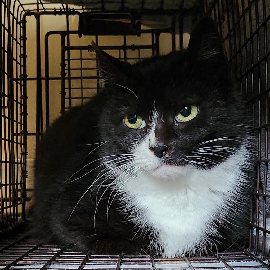 Checkers, Adoptable, Adult Female Domestic Short Hair.