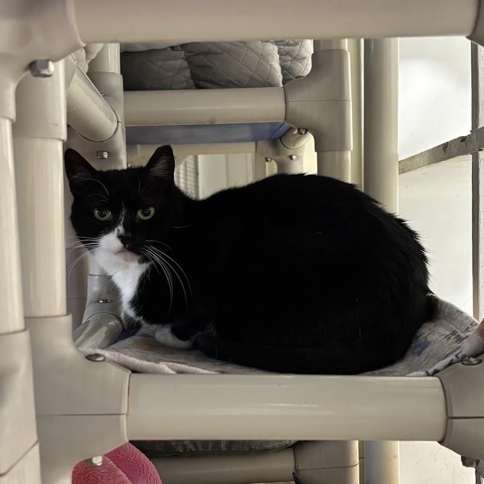 Enlarge Checkers, a Adoptable Domestic Short Hair in Queenstown, MD image 5/5