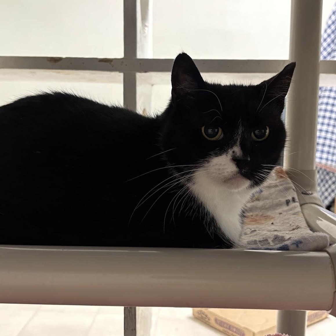 Enlarge Checkers, a Adoptable Domestic Short Hair in Queenstown, MD image 4/5