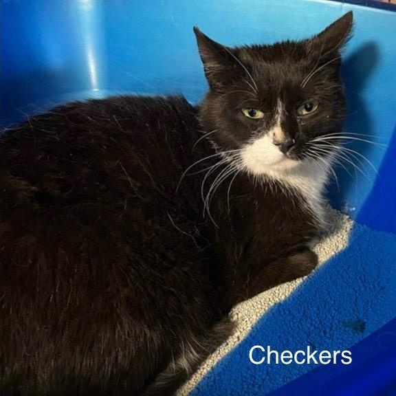 Enlarge Checkers, a Adoptable Domestic Short Hair in Queenstown, MD image 2/5