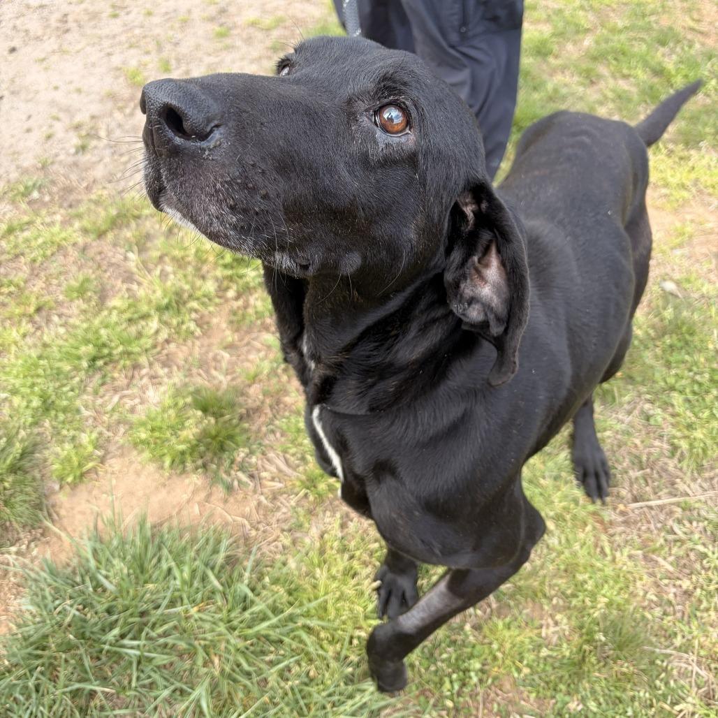 Cornbread, Adoptable, Senior Male Hound & Mixed Breed.