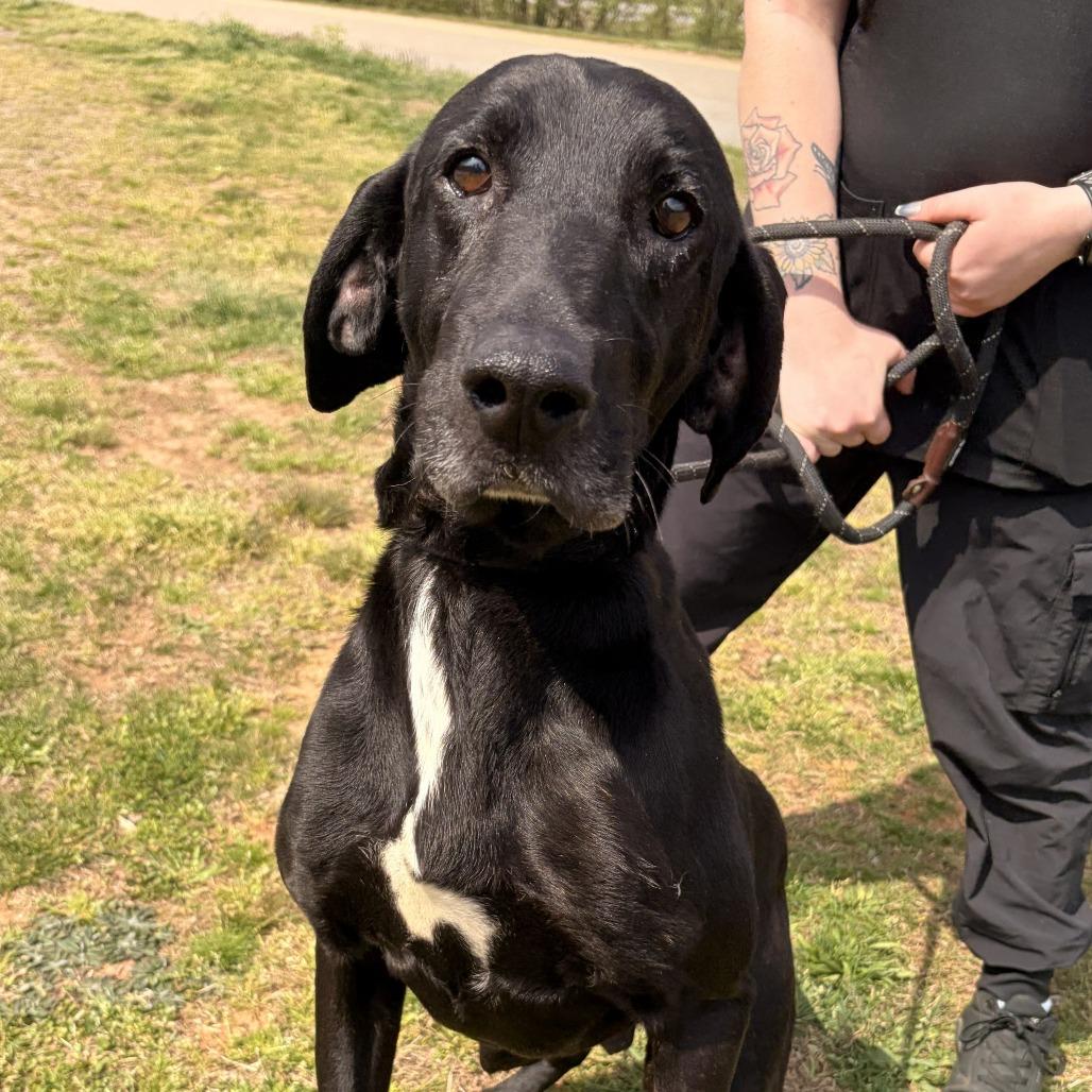 Enlarge Cornbread, a Adoptable mixed breed in Franklin, NC image 2/3