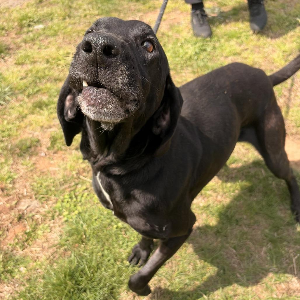 Enlarge Cornbread, a Adoptable mixed breed in Franklin, NC image 3/3