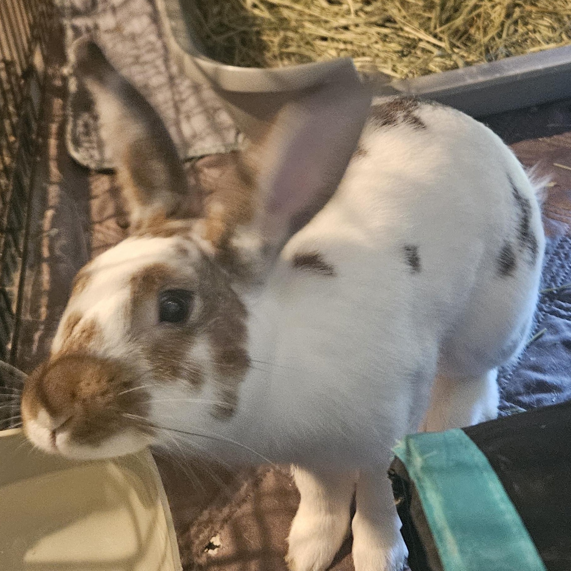 Enlarge Pip, a Adoptable Mini Rex in FOLEY, AL image 1/2